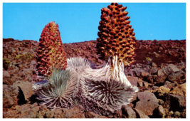 Silversword plants in bloom near extinct crater of Haleakala Hawaii Postcard - £5.49 GBP