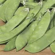 Sale 50 Seeds Snow Pea Pisum Sativum Vegetable USA - $9.90