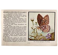 Spangled Fritillary Butterfly 1934 Butterflies Of America Insect Art PCB... - $10.00