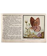 Spangled Fritillary Butterfly 1934 Butterflies Of America Insect Art PCB... - $183.46 MXN