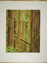 Tom Adams Photography Redwood Trees Prairie Creek Park CA Matted Photo Art 11X14 - £22.94 GBP