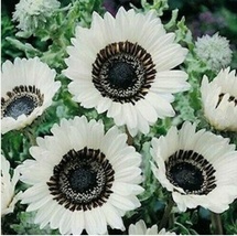 25 Seeds Snow White Sunflower Seeds Flowers Perennial NON GMO - £6.31 GBP