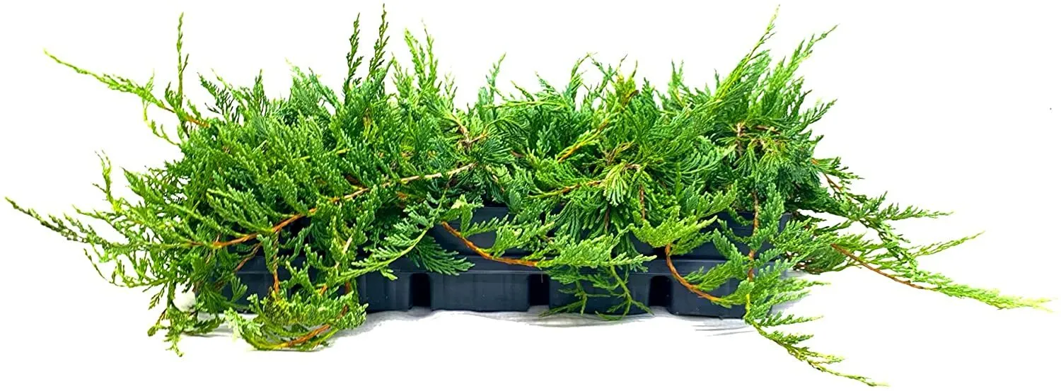 Juniper Bar Harbor Live 4nch Plants Juniperus Horizontalis Groundcover - $33.89