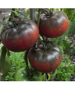 Black Krim Tomato Seeds, NON-GMO, Rare Heirloom, Variety Sizes, FREE SHI... - £1.46 GBP+
