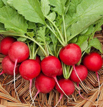 Cherry Belle Radish Seeds Raphanus Red Globe Giant Champion Radishes Seed  - £2.36 GBP