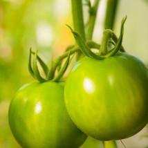 Quapaw Green Tomato Seeds, Heirloom Variety (5 Seeds) - Start Your Sustainable G - £5.49 GBP