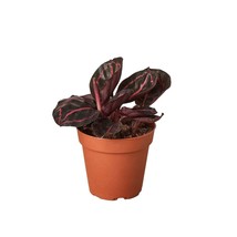 Calathea &#39;Dottie&#39;-6&quot; Pot - $835.12 MXN