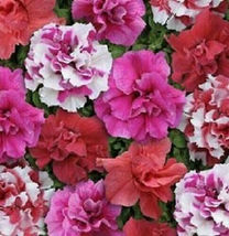 200 Seeds Double Pink Red &amp; White Mix Petunia Flowers Garden Planting Perennial - £11.02 GBP