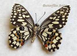 Chequered Papilio Demoleus Verso Real Butterfly Fwamed Entomology Shadowbox - $44.99