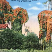 Flame Vine Pyrostegia Venusta Florida Vintage Postcard - £7.90 GBP