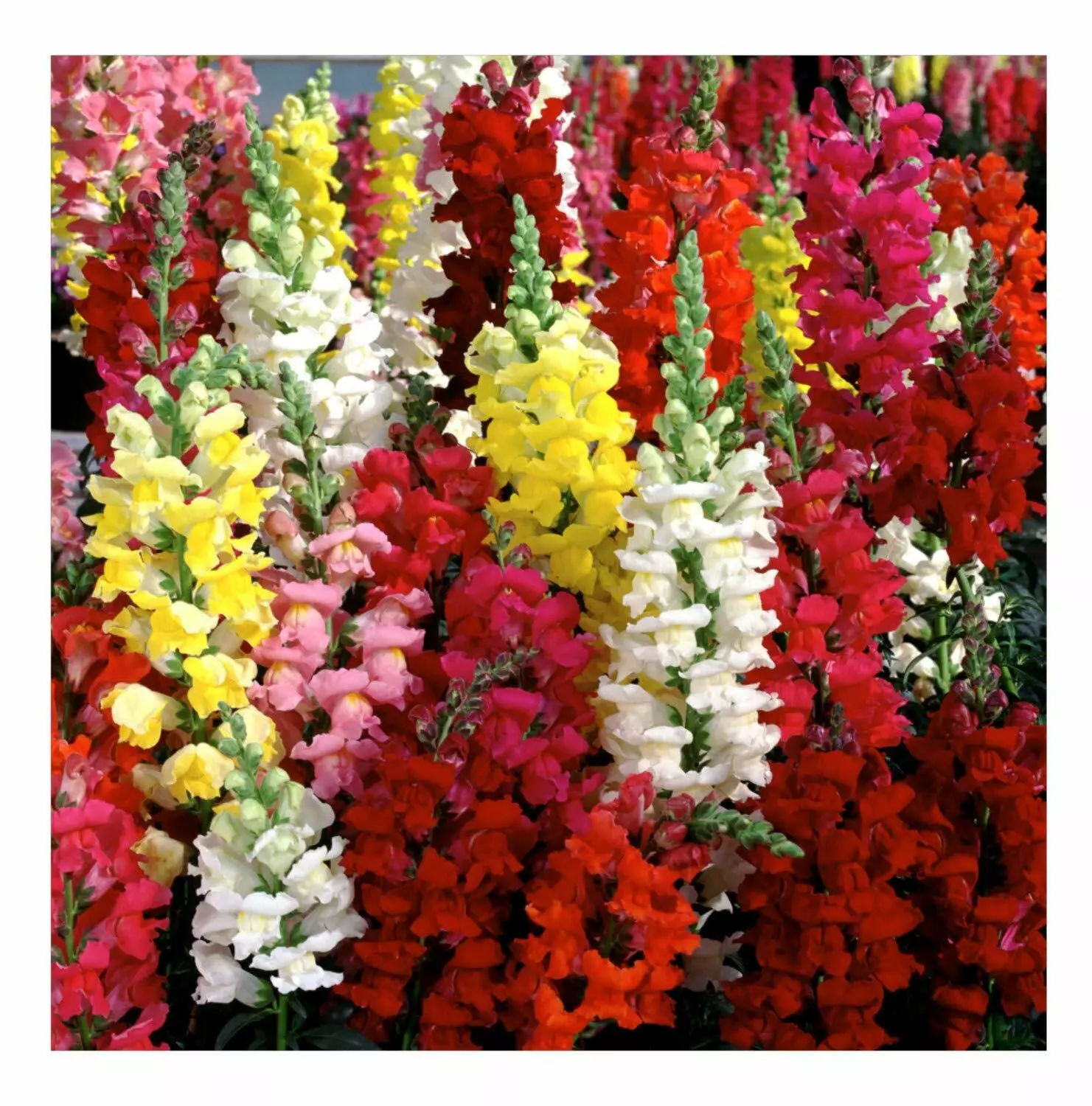 3750 Snapdragon Seeds, Tetra Mix, Multi Color Blooms, Bees and Butterflies - £2.77 GBP