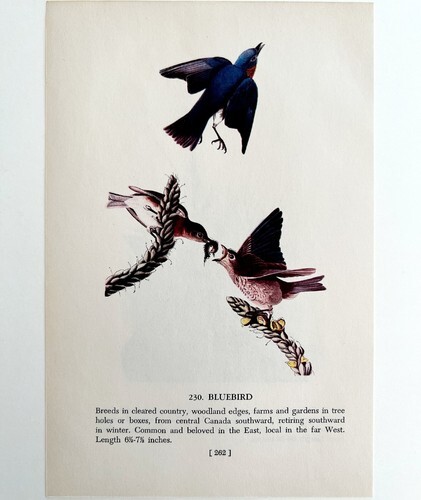 American Bluebird Bird Lithograph 1950 Audubon Antique Art Print DWP6A Item image 2