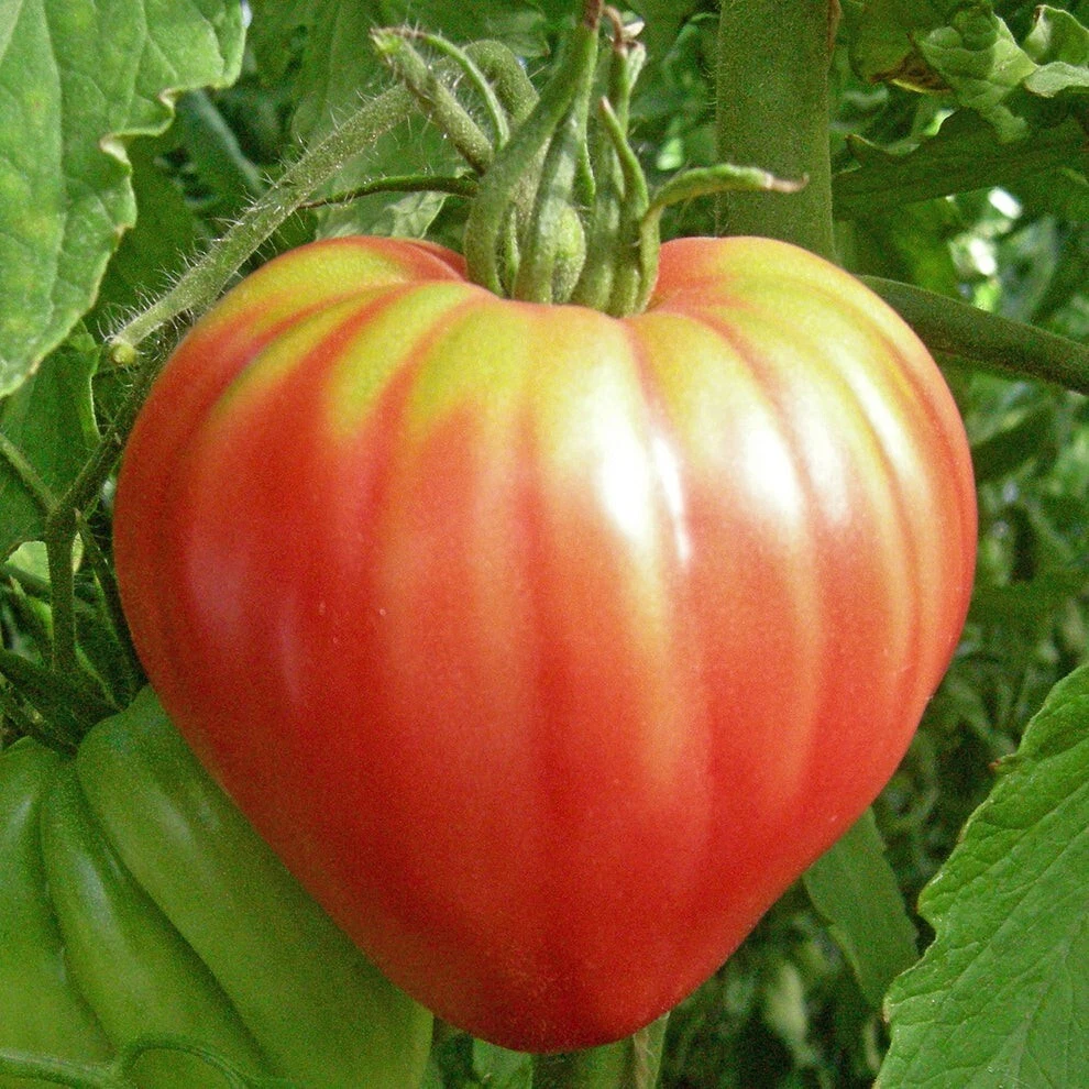 KS Pink Oxheart Tomato Heirloom Organic Non Gmo Planting 100 Seeds  - $9.89