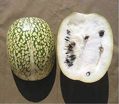 HSE 10 Seeds Shark fin Melon chilacayote fig leaved Malabar Gourd Heirloom Very  - $14.99