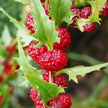 Strawberry Spinach Seeds - Organic Heirloom Variety, Perfect for Gardeners, Edib - £4.71 GBP