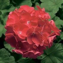 15 Coated Geranium Pinto Coral Geranium Fresh Seeds USA Seller - £12.54 GBP