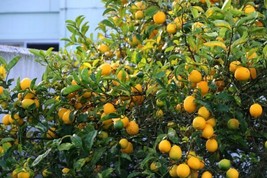 5 Seeds Meyer Lemon Tree, Edible Fruit, 2023 Organic, From My Backyard  - £4.14 GBP