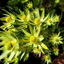 US Seller 5Pcs Leucadendron Uliginosum Garden Ornamental Plants Seeds Fast Shipp - £14.89 GBP