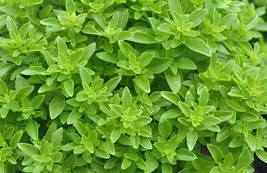 40 Seeds Heirloom Spicy Globe Basil - $167.24 MXN