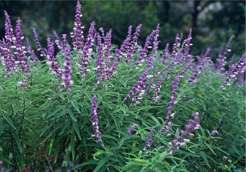 SALVIA LEUCANTHA - MEXICAN BUSH SAGE -STARTER PLANT -APPROX 4-6 INCH - $26.88