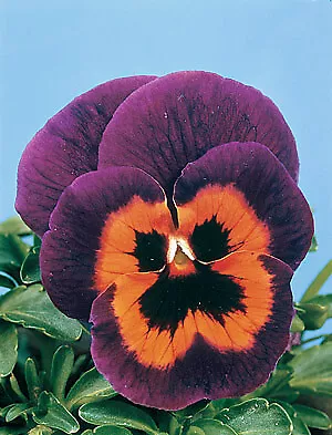 Pansy Joker Poker Face 500 seeds - £21.95 GBP