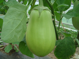 HeirloomSupplySuccess 15 Heirloom Applegreen Aubergine Eggplant Seeds - $3.99