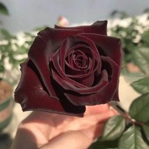 20 Seeds For Maroon Rare Rose Hybrid Tea Flower Bud Bush Exotic Plant Se... - £14.28 GBP