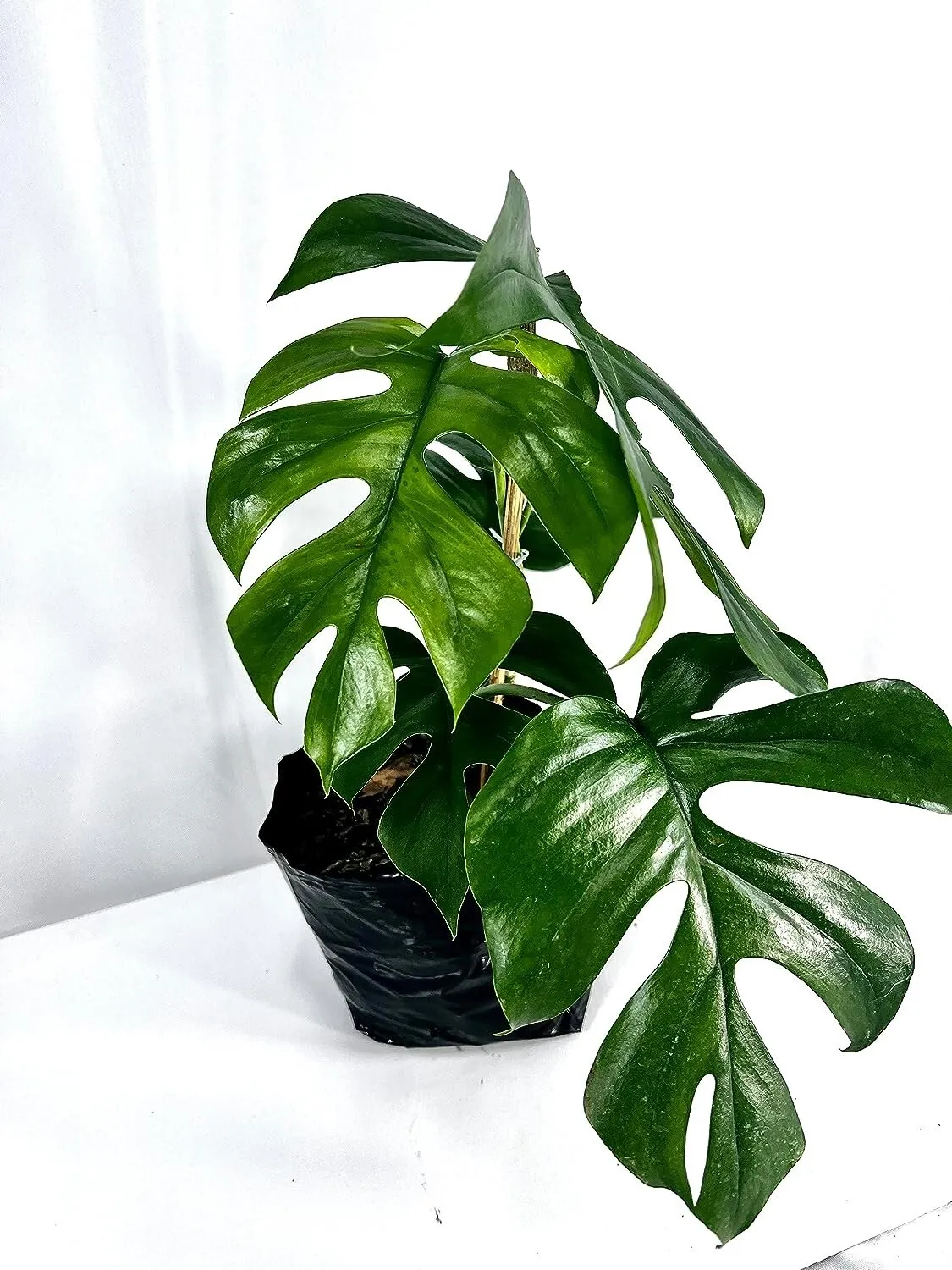 Monstera Raphidophora Tetrasperma Swiss Cheese Plant - £41.96 GBP