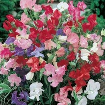 Sh Sweet Pea Bijou Mix Dwarf Variety Lathyrus Heirloom Fragrant 20 Seeds - £7.06 GBP