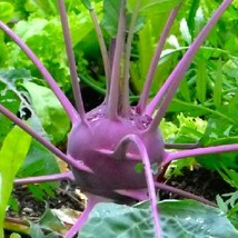 SRN Purple Vienna Kohlrabi Seeds Non-Gmo Kohlrabi Seeds Heirloom Garden - $8.95