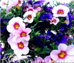 100PCS Mini Calibrchoa Million Bells Petunia Seeds - $4.68