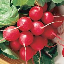 Fresh Cherry Belle Radish Seeds - $4.00