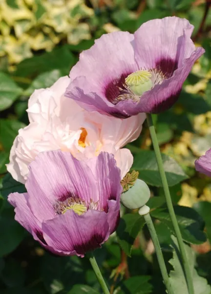 1000 Single Lilac Poppy Papaver Purple Heirloom Flower Seeds Garden - £6.33 GBP