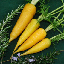 Simple Pack 600 Seed Vegetable Carrot Solar Yellow - £6.22 GBP