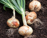 250 White Sweet Spanish Onion Seeds Fast Shipping - $8.99