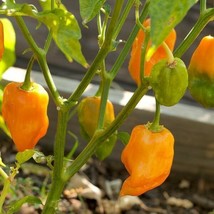 20 Orange Habanero Seeds Spicy/Hot Pepper Usa USA Seller Garden Fresh - $10.00