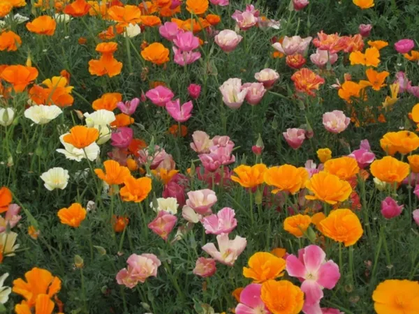 Poppy Mission Bell Mix 500 Fresh Seeds - £10.53 GBP