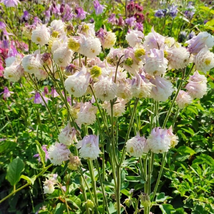 Giant Columbine Flower Plant seeds Easy to plant - $6.00