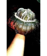 SRN Turk'S Turban Squash Seeds Ined Garden - $10.17