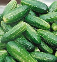 Mpb#10 Cucumber Seeds Bush Pickle Seedsgarden Beautiful USA Seller - $24.75