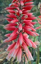 VP Aloe Safari Rose Hybrid Rose-Pink Blooms 3&quot;-6&quot; Tall Plants Ez 2 Grow ... - £16.81 GBP