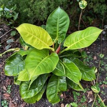 PLGE Hoya Fungii splash, collector plant ,live plant - in 4&quot; POT - $20.00