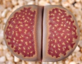 Lithops Hallii Ochracea Rare Living Stones Rock Red Mesemb Exotic Seed 15 Seeds - $8.99