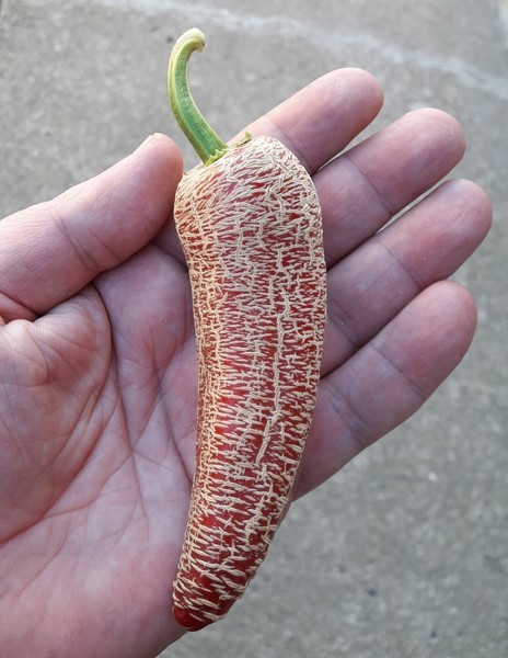 20 Farmers Market Jalapeno Pepper Seeds  - $7.00