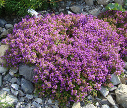 Creeping Thyme Ground Cover Thymus Serpyllum 1000 Seeds Garden Beautiful USA Sel - £16.22 GBP