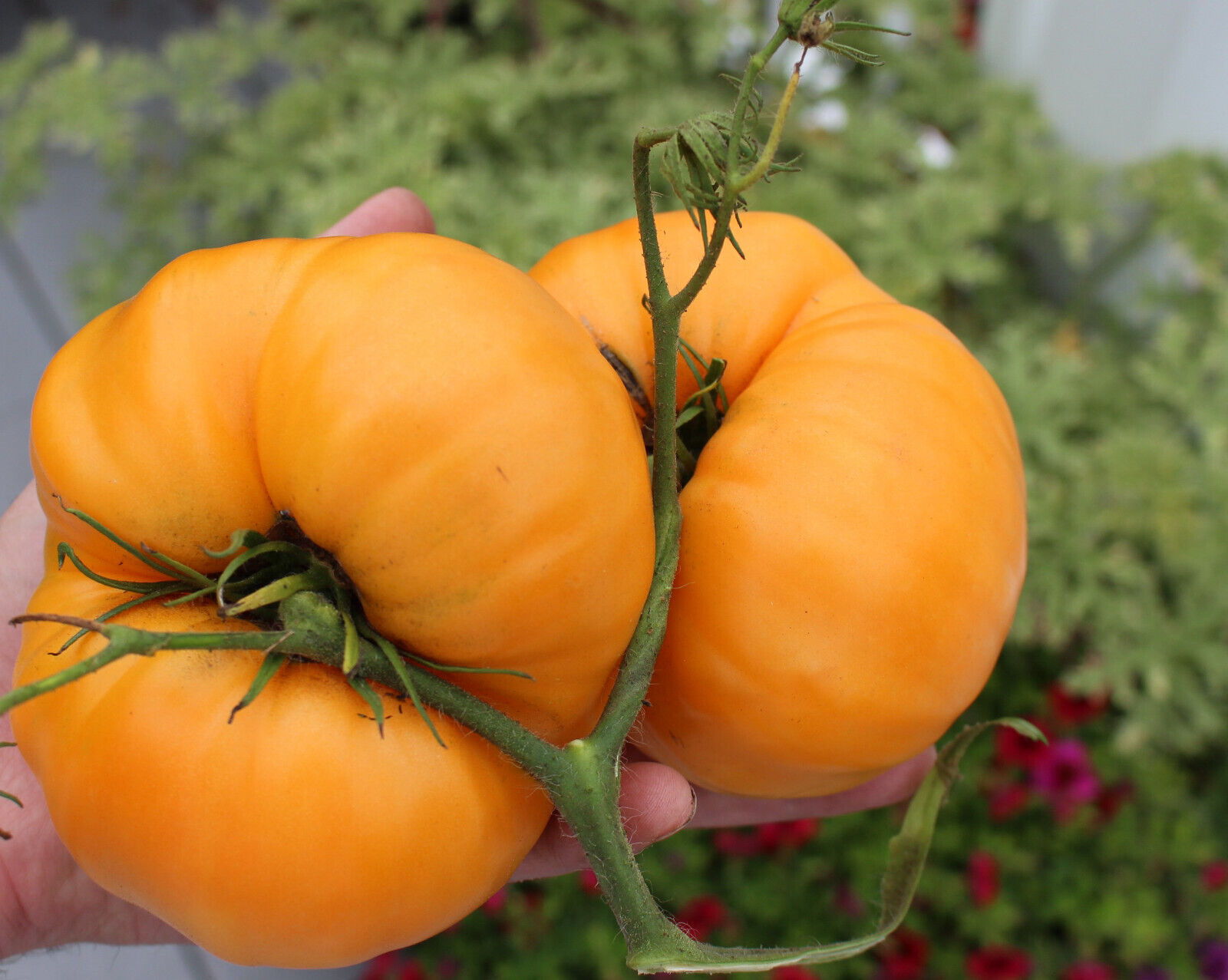 Kellogg&#39;s Breakfast Tomato 25 - 1000 Seeds Heirloom Unique Bulk Very Pro... - $1.85+