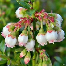 New Fresh Seeds Vaccinium Myrsinites Florida Evergreen Blueberry Shiny Blueberry - £14.37 GBP