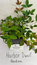 Harbor Dwarf Nandina 4" pot image 6