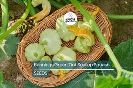 Bennings Green Tint Scallop Squash Seeds, Cucurbita pepo, Heirloom, 2-3 ... - $4.99
