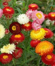 ArfanJaya Strawflower Tall Double Mix Seeds 200 Cut Flower Mixed Colors - £6.35 GBP
